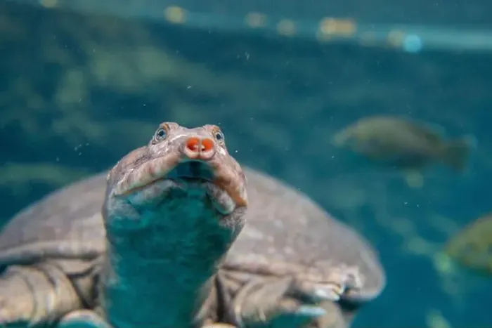 Framed Print : Close up of Softshelled Turtle swimming underwater, Blue Grotto, Florida, USA Framed Print : Close up of Softshelled Turtle swimming underwater, Blue Grotto, Florida, USA