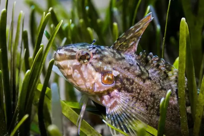 Framed Print : Close up of a Super klipfish (Clinus superciliosus) in the sea grass Framed Print : Close up of a Super klipfish (Clinus superciliosus) in the sea grass