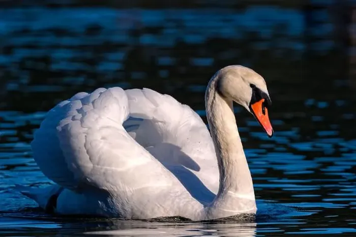Framed Print : A close-up of an adult mute swan close up, Salt Spring Island, BC Canada