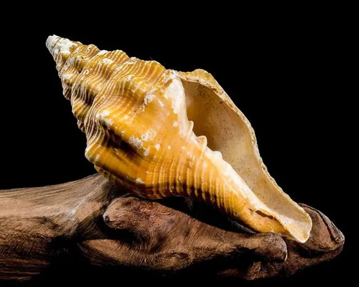 Framed Print : Close-up of an Africofusus ocelliferus shell Framed Print : Close-up of an Africofusus ocelliferus shell