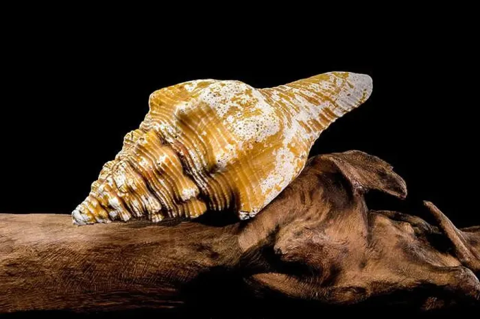 Framed Print : Close-up of an Africofusus ocelliferus shell Framed Print : Close-up of an Africofusus ocelliferus shell