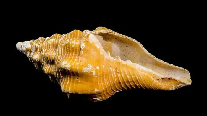 Framed Print : Close-up of an Africofusus ocelliferus shell Framed Print : Close-up of an Africofusus ocelliferus shell