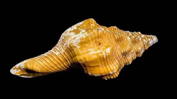 Framed Print : Close-up of an Africofusus ocelliferus shell Framed Print : Close-up of an Africofusus ocelliferus shell