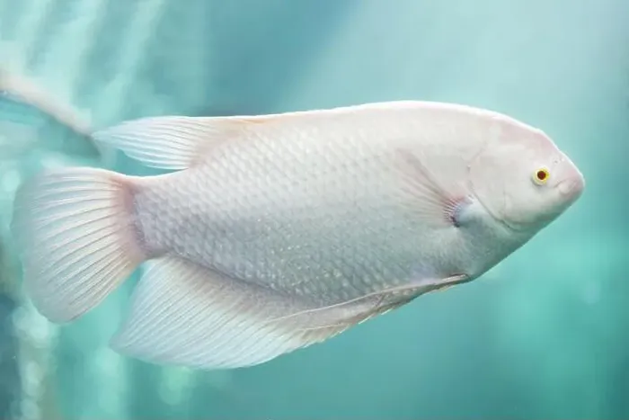 Framed Print : Close-up of Albino Giant Gourami floating under the water. Side view of White Giant Gourami Framed Print : Close-up of Albino Giant Gourami floating under the water. Side view of White Giant Gourami