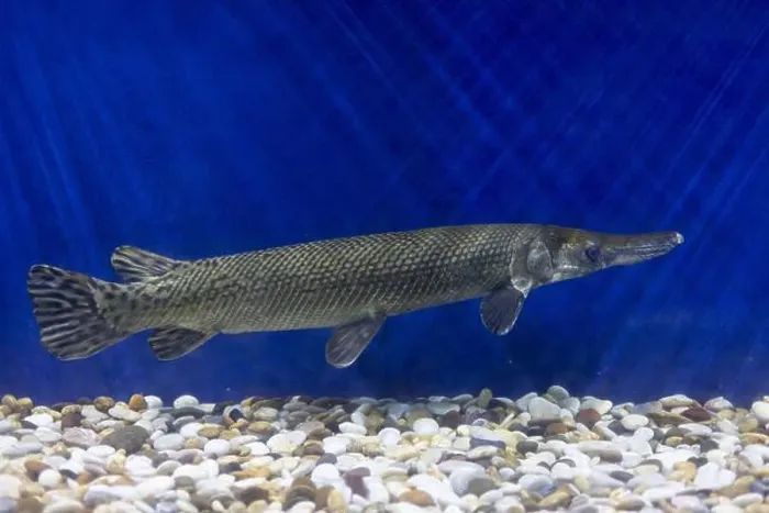 Framed Print : Close-up of Alligator gar in the aquarium. Side view of Alligator gar Framed Print : Close-up of Alligator gar in the aquarium. Side view of Alligator gar
