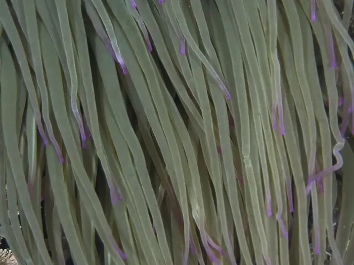 Framed Print : Close-up of anemone with long green tentacles and purple tips Framed Print : Close-up of anemone with long green tentacles and purple tips
