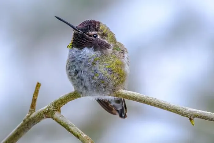 Framed Print : A close-up of an Anna's Hummingbird (Calypte anna) trying to keep warm on a cold winter day Framed Print : A close-up of an Anna's Hummingbird (Calypte anna) trying to keep warm on a cold winter day