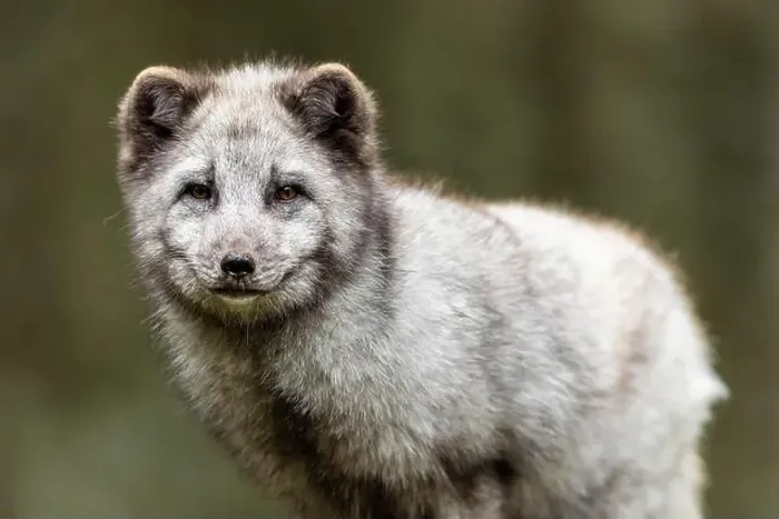 Framed Print : A close-up of an arctic fox (Alopex lagopus)