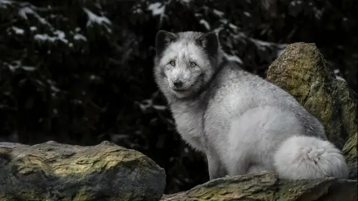 Framed Print : A close-up of an arctic fox (Vulpes Lagopus) sittng on a rock looking at the camera Framed Print : A close-up of an arctic fox (Vulpes Lagopus) sittng on a rock looking at the camera