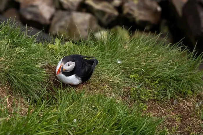 Framed Print : Close-up of an Atlantic Puffin in its natural habitat on a grassy cliff in Iceland Framed Print : Close-up of an Atlantic Puffin in its natural habitat on a grassy cliff in Iceland