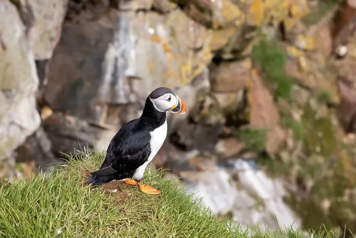 Framed Print : Close-up of an Atlantic Puffin in its natural habitat on a grassy cliff in Iceland Framed Print : Close-up of an Atlantic Puffin in its natural habitat on a grassy cliff in Iceland