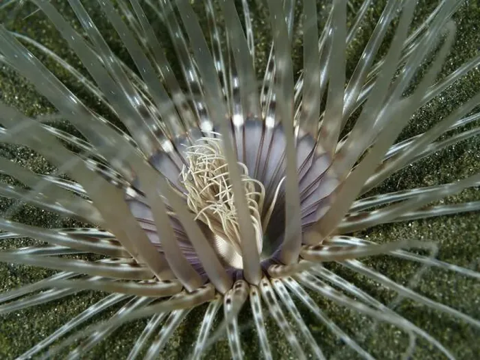 Framed Print : Close-up of a Banded cylinder rose (Pachycerianthus maua) with purple centre on sandy bottom Framed Print : Close-up of a Banded cylinder rose (Pachycerianthus maua) with purple centre on sandy bottom