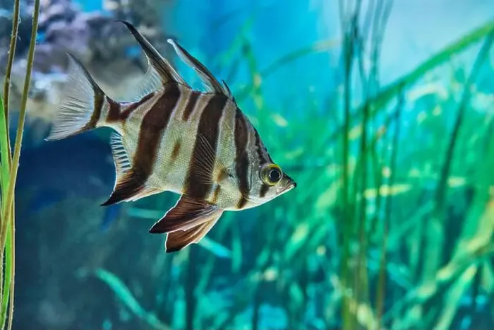 Framed Print : Close-up of beautiful angelfish with flowing fins Framed Print : Close-up of beautiful angelfish with flowing fins