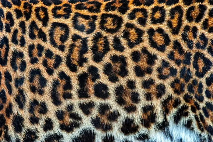 Framed Print : Close-up beautiful texture of real leopard skin, fur Framed Print : Close-up beautiful texture of real leopard skin, fur