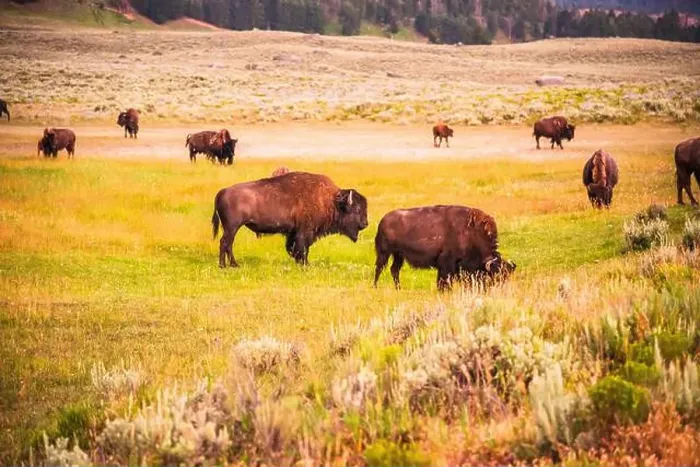Framed Print : Close-up of bison herd grazing in Yellowstone's Lamar Valley Framed Print : Close-up of bison herd grazing in Yellowstone's Lamar Valley