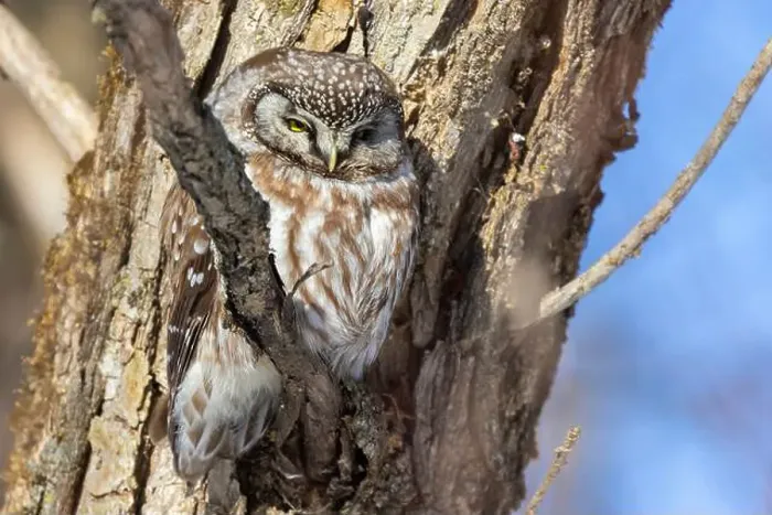 Framed Print : A close-up of Boreal owl (Aegolius funereus) or Tengmalm's owl in winter