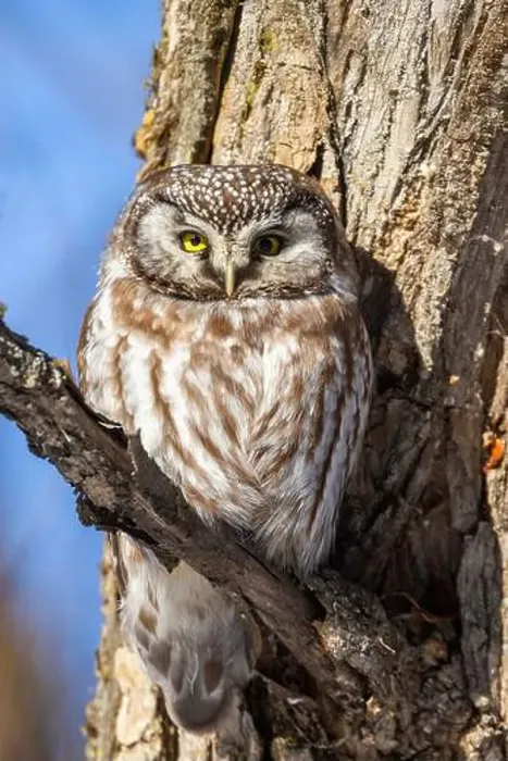 Framed Print : A close-up of Boreal owl (Aegolius funereus) or Tengmalm's owl in winter