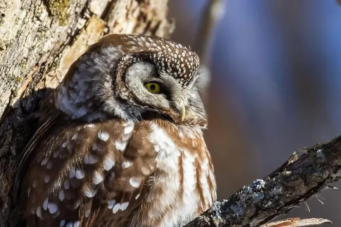 Framed Print : A close-up of Boreal owl (Aegolius funereus) or Tengmalm's owl in winter