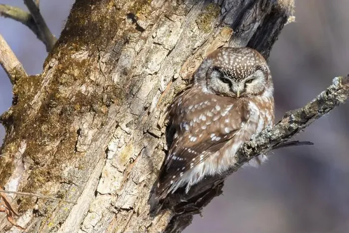 Framed Print : A close-up of Boreal owl (Aegolius funereus) or Tengmalm's owl in winter