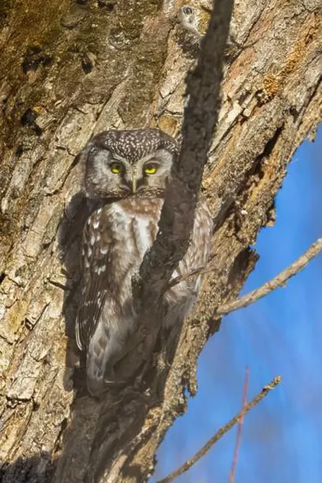 Framed Print : A close-up of Boreal owl (Aegolius funereus) or Tengmalm's owl in winter