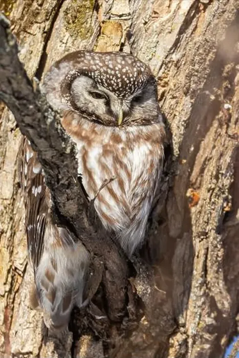 Framed Print : A close-up of Boreal owl (Aegolius funereus) or Tengmalm's owl in winter