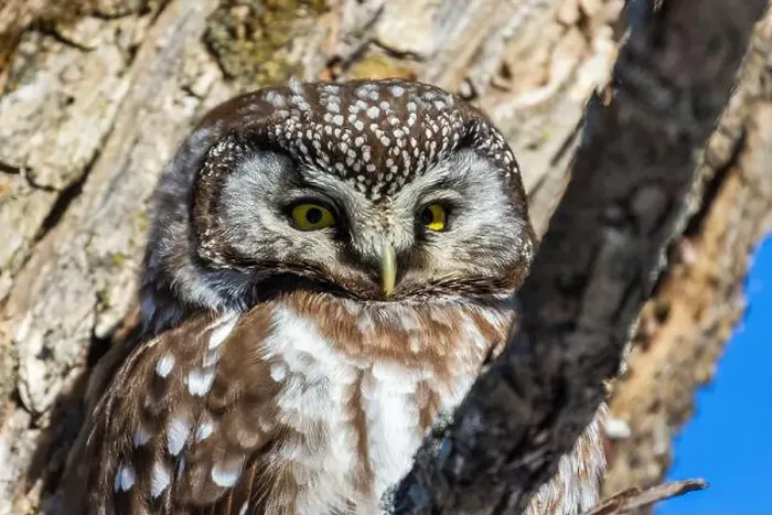 Framed Print : A close-up of Boreal owl (Aegolius funereus) or Tengmalm's owl in winter Framed Print : A close-up of Boreal owl (Aegolius funereus) or Tengmalm's owl in winter