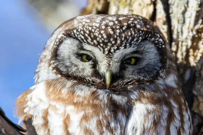 Framed Print : A close-up of Boreal owl (Aegolius funereus) or Tengmalm's owl in winter