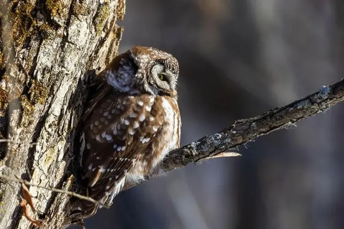 Framed Print : A close-up of Boreal owl (Aegolius funereus) or Tengmalm's owl in winter Framed Print : A close-up of Boreal owl (Aegolius funereus) or Tengmalm's owl in winter