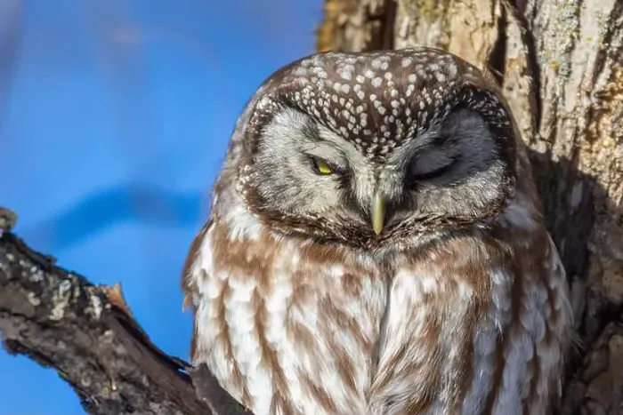 Framed Print : A close-up of Boreal owl (Aegolius funereus) or Tengmalm's owl in winter