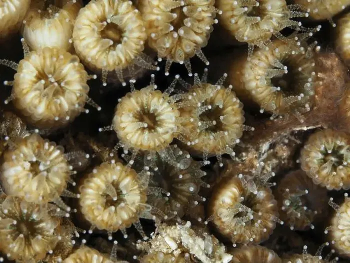 Framed Print : Close-up of brown coral with small tentacles Framed Print : Close-up of brown coral with small tentacles