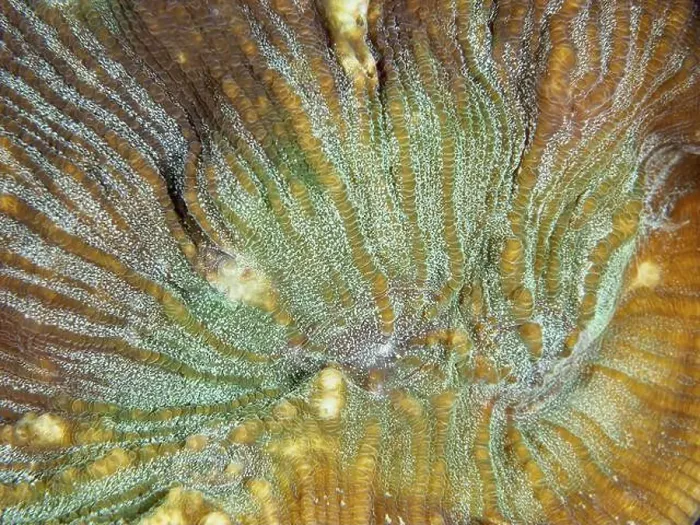 Framed Print : Close-up of a bulging coral (Open brain coral) with green and brown colour nuances Framed Print : Close-up of a bulging coral (Open brain coral) with green and brown colour nuances