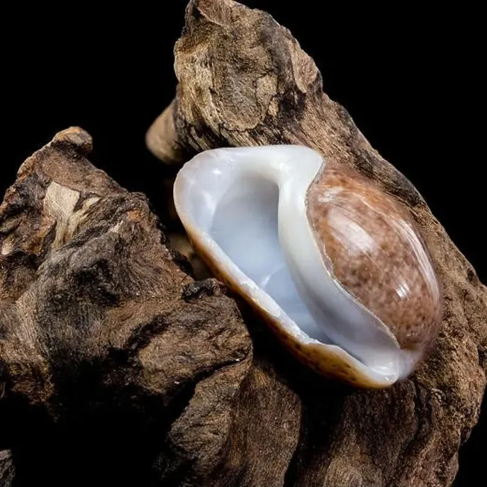 Framed Print : Close-up of a Bulla quoyii, also known as the brown bubble snail Framed Print : Close-up of a Bulla quoyii, also known as the brown bubble snail