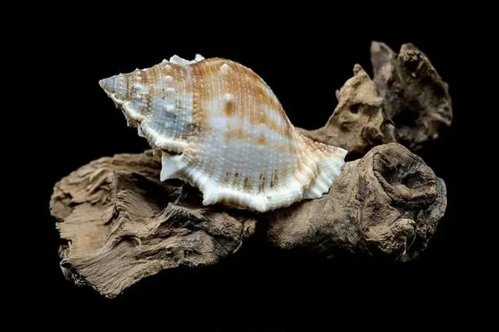 Framed Print : Close-up of a Bursa spinosa seashell displayed on textured driftwood against a black background Framed Print : Close-up of a Bursa spinosa seashell displayed on textured driftwood against a black background