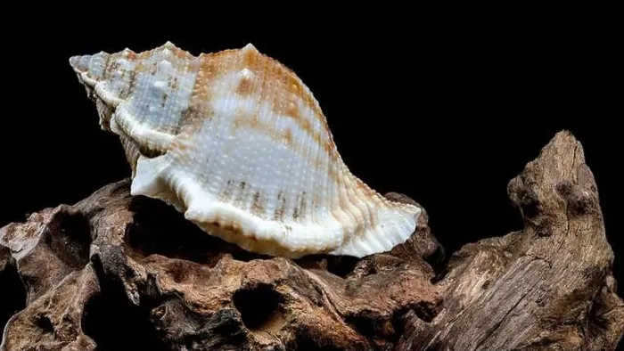 Framed Print : Close-up of a Bursa spinosa seashell displayed on textured driftwood against a black background Framed Print : Close-up of a Bursa spinosa seashell displayed on textured driftwood against a black background