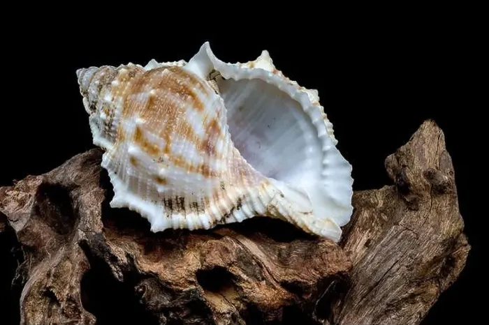 Framed Print : Close-up of a Bursa spinosa seashell displayed on textured driftwood against a black background Framed Print : Close-up of a Bursa spinosa seashell displayed on textured driftwood against a black background