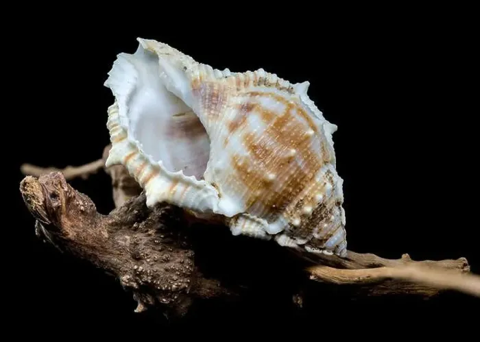 Framed Print : Close-up of a Bursa spinosa seashell displayed on textured driftwood against a black background Framed Print : Close-up of a Bursa spinosa seashell displayed on textured driftwood against a black background