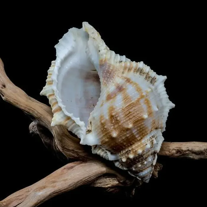 Framed Print : Close-up of a Bursa spinosa seashell displayed on textured driftwood against a black background Framed Print : Close-up of a Bursa spinosa seashell displayed on textured driftwood against a black background