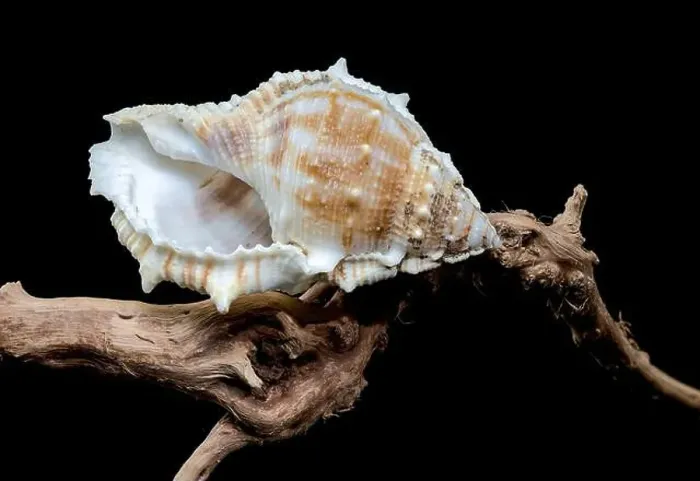 Framed Print : Close-up of a Bursa spinosa seashell displayed on textured driftwood against a black background Framed Print : Close-up of a Bursa spinosa seashell displayed on textured driftwood against a black background