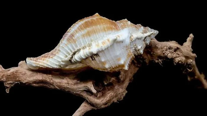 Framed Print : Close-up of a Bursa spinosa seashell displayed on textured driftwood against a black background Framed Print : Close-up of a Bursa spinosa seashell displayed on textured driftwood against a black background