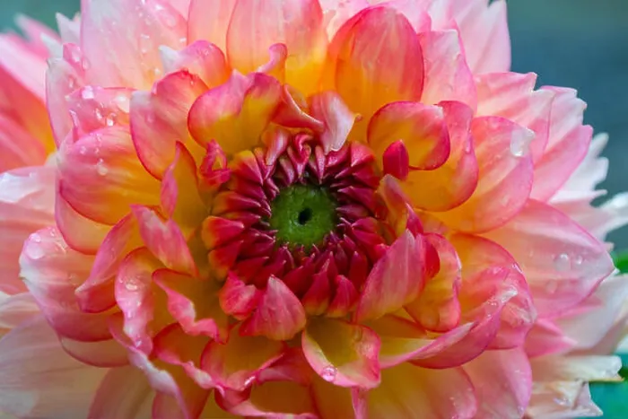 Framed Print : Close-up of a cactus type Dahlia Bloom with Water Droplets Framed Print : Close-up of a cactus type Dahlia Bloom with Water Droplets
