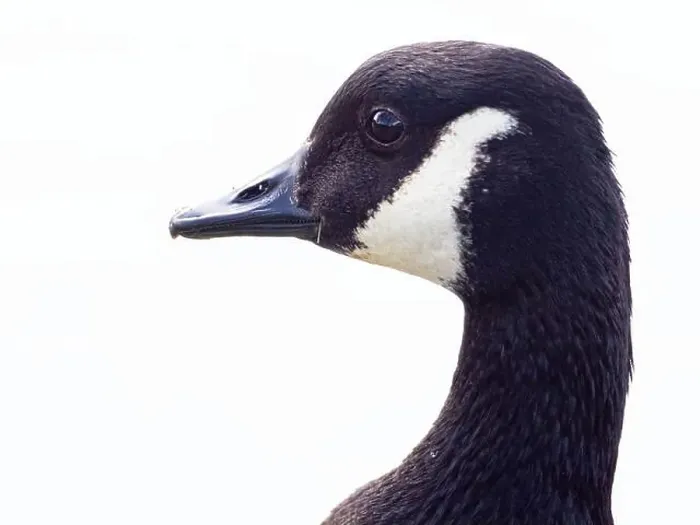 Framed Print : Close-Up of a Canada Goose. head isolated on white background ( Branta Canadensis ) Framed Print : Close-Up of a Canada Goose. head isolated on white background ( Branta Canadensis )