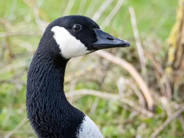 Framed Print : Close-Up of a Canada Goose. head isolated on white background ( Branta Canadensis ) Framed Print : Close-Up of a Canada Goose. head isolated on white background ( Branta Canadensis )