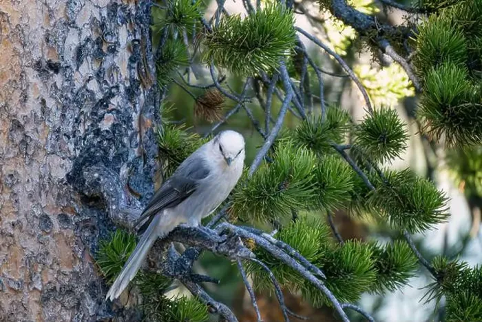 Framed Print : close-up of a Canada jay (Perisoreus canadensis), also known as the grey jay, gray jay, camp robber, or whisky jack Framed Print : close-up of a Canada jay (Perisoreus canadensis), also known as the grey jay, gray jay, camp robber, or whisky jack