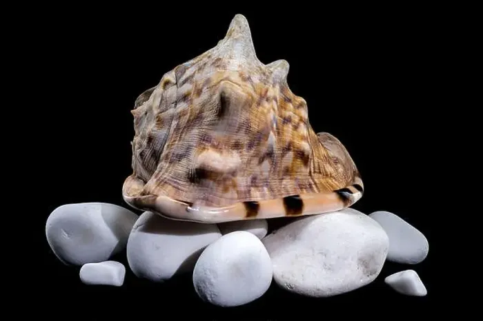 Framed Print : Close-up of a Cassis tuberosa, King Helmet Shell Framed Print : Close-up of a Cassis tuberosa, King Helmet Shell