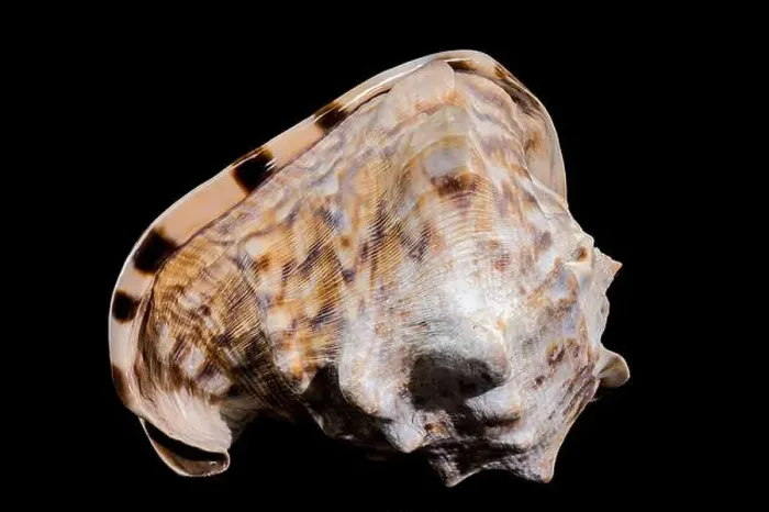 Framed Print : Close-up of a Cassis tuberosa, King Helmet Shell against a black background Framed Print : Close-up of a Cassis tuberosa, King Helmet Shell against a black background