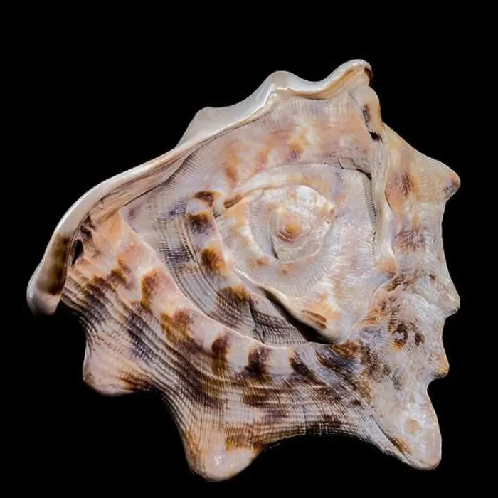 Framed Print : Close-up of a Cassis tuberosa, King Helmet Shell against a black background Framed Print : Close-up of a Cassis tuberosa, King Helmet Shell against a black background