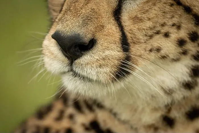 Framed Print : Close-up of cheetah nose mouth and whiskers Framed Print : Close-up of cheetah nose mouth and whiskers