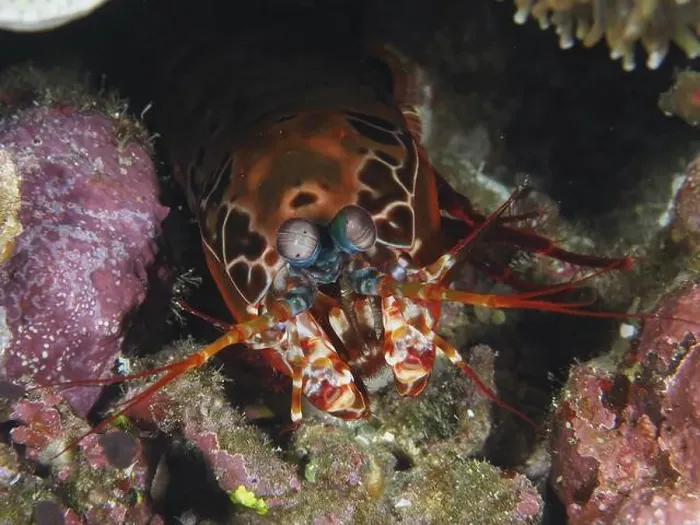 Framed Print : Close-up of a clown mantis shrimp (Odontodactylus scyllarus) in a coral environment Framed Print : Close-up of a clown mantis shrimp (Odontodactylus scyllarus) in a coral environment
