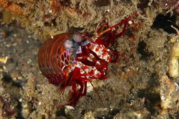 Framed Print : Close-up of a clown mantis shrimp (Odontodactylus scyllarus) on a sandy seabed Framed Print : Close-up of a clown mantis shrimp (Odontodactylus scyllarus) on a sandy seabed
