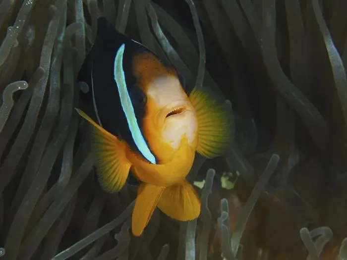 Framed Print : Close-up of a clownfish, Clark's anemonefish (Amphiprion clarkii) Framed Print : Close-up of a clownfish, Clark's anemonefish (Amphiprion clarkii)